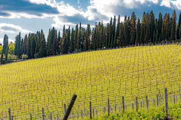 Panorama of green chianti hills in tuscany italy in spring, land of red wine and cypresses