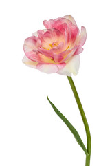 Flower of tulip, isolated on white background