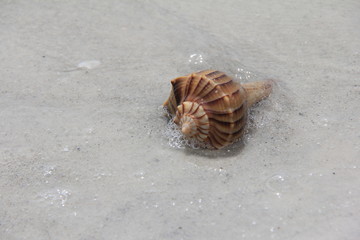 Shell on sand