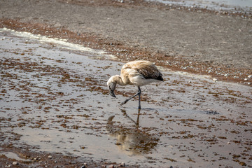 Baby Flamingo in Laguna Colorada (Red Lagoon) in Bolivean altiplano - Potosi Department, Bolivia