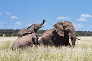 Three Elephants playing in a water hole