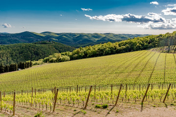 Fototapeta na wymiar Panorama of green chianti hills in tuscany italy in spring, land of red wine and cypresses