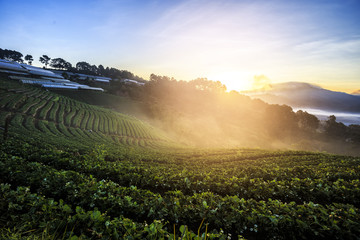 Lanscape of strawberry field in the mornning.