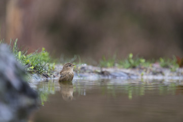 Bathing Eurasian wren
