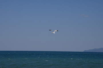 Fototapeta na wymiar Gabbiano al mare