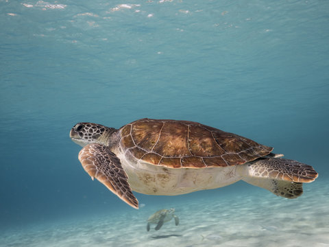 Unterwasser - Schildkröte - Suppenschildkröte - Tauchen - Curacao - Karibik