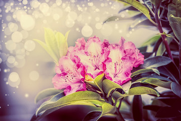 Lovely Rhododendron blooming with bokeh , close up,  garden flowers concept