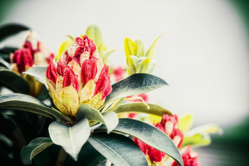 Close up of Beautiful Rhododendron buds, outdoor nature, garden flowers concept