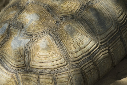 Detail of shell of turtle