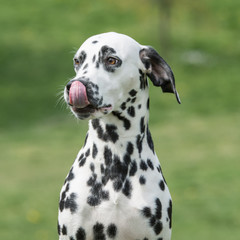 A young beautiful Dalmatian dog