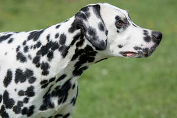 A young beautiful Dalmatian dog - obrazy, fototapety, plakaty