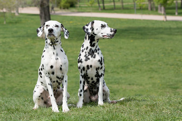 Two young beautiful Dalmatian dogs - obrazy, fototapety, plakaty