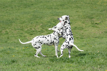 Two young beautiful Dalmatian dogs