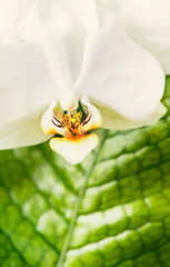 Close up of white red orchid flowers at green leaves background. Nature , spa or wellness concept