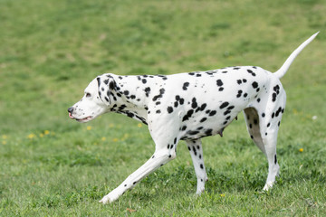 Obraz na płótnie Canvas Adorable black Dalmatian dog outdoors in summer