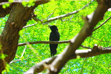 新緑の中に佇むハシブトガラス