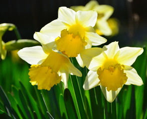 spring daffodils
