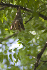 A bat in Senegal sleeping in a tree