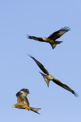 3 red kites in flight