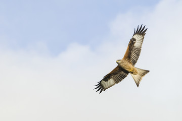 Fototapeta premium Red kite flying over