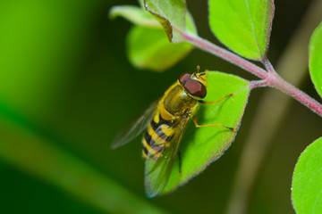 Schwebfliege sitzt auf einem Blatt