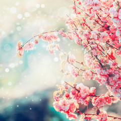 Lovely pink blossom with bokeh, summer or spring nature background