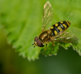 Schwebfliege sitzt auf einem Blatt