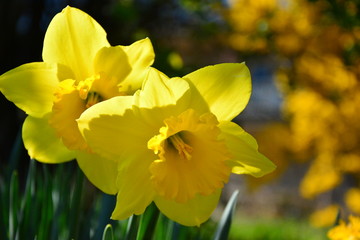 spring daffodils
