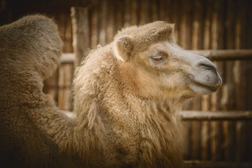 Portrait of Camel