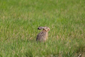 portrait of brown hare  (Lepus europaeus) in green meadow