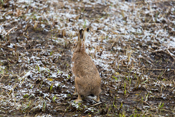 brown hare (European hare, Lepus europaeus)