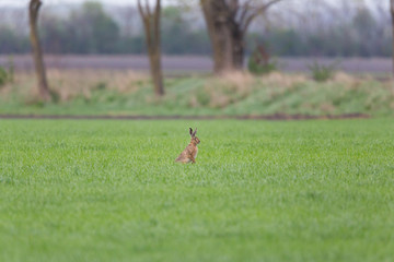 brown hare  (Lepus europaeus) in green meadow with trees