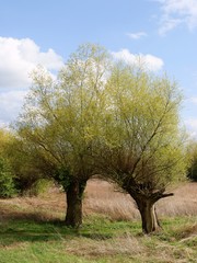 willow trees and cloudy sky at spring