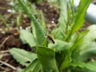 ヒメジョウカイ soldier beetle