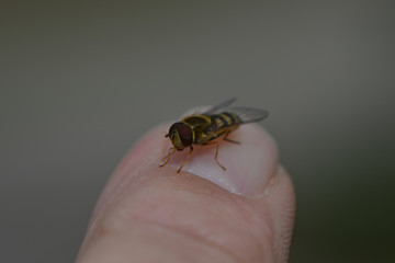 Schwebfliege sitzt auf einem Finger