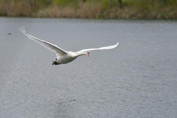 Schwan Vorbeiflug