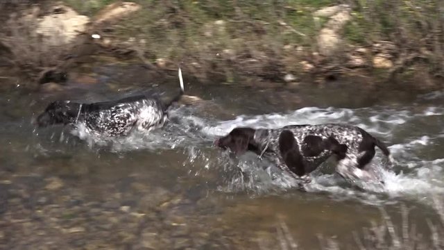 The German pointer. Hunting dog. Games in the water.