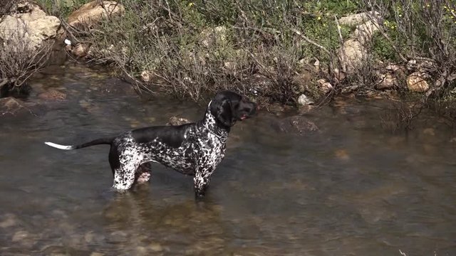 The German pointer. Hunting dog. Games in the water.