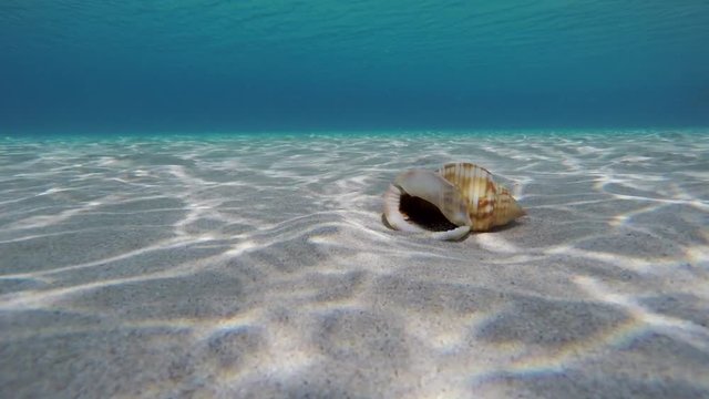 Sea Schell On Tropical Sandy Seabed Horizon