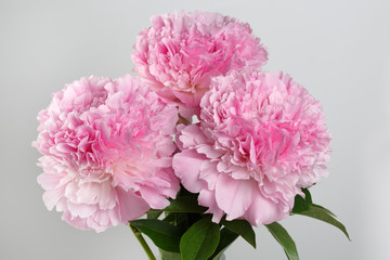 Bouquet of pink terry peonies isolated on a gray background.
