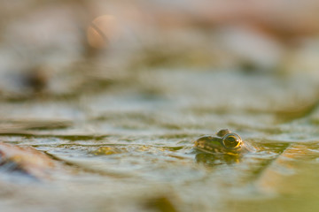 Green frog (Pelophylax esculentus)