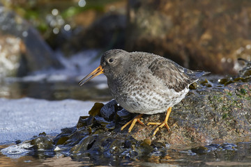 Purple sandpiper (Calidris maritima)