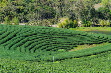 Tea plantation