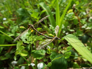 交尾中のキリウジガガンボ couple of crane flies
