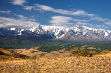 A top high view to highland steppe plateau valley with yellow grass and green trees on a background of snow ice mountain ranges and glaciers under white clouds and blue sky Kurai Altai Siberia Russia