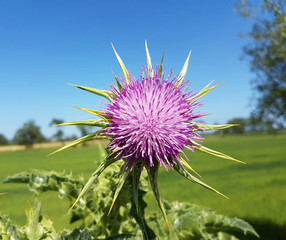 Flor de cardo borriquero