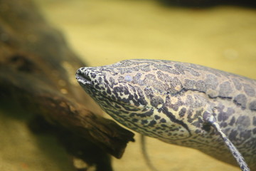 African Lungfish (Protopterus aethiopicus) in Africa