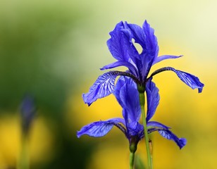 Siberian iris