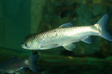 Grass carp (Ctenopharyngodon idellus) in Japan