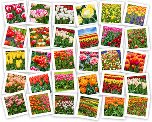 Fototapeta na wymiar Flower collage park in Holland, tulips Keukenhof